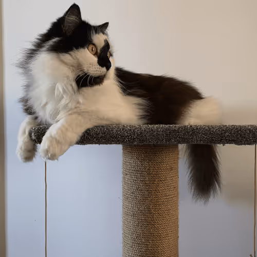 Item #13161020314009032005485822086301964352885579695205061807387255093716769046529 Media