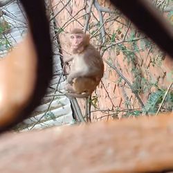 Monkeybaby