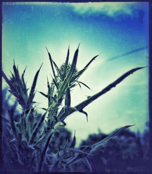 Item #3787080761074609709675817509753112159059746763483256848434353819480175411201 Media