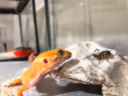 Item #72884455907408710454109715680509394879099960801166556452598319991141995380737 Media