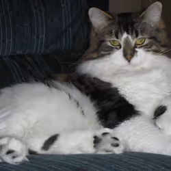 Miky