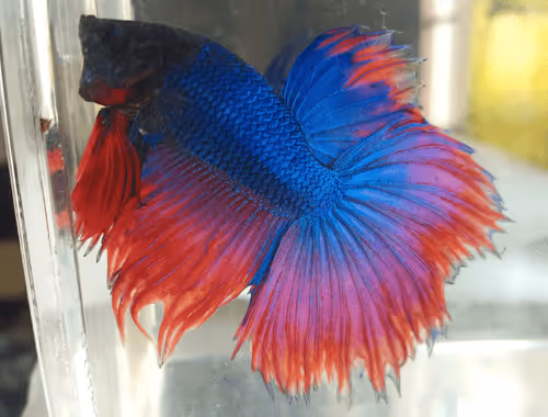 Item #76093963924936973222684762009084726555674488189040824510729450750508835799041 Media