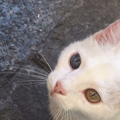 CrazyCatAmazingEyes