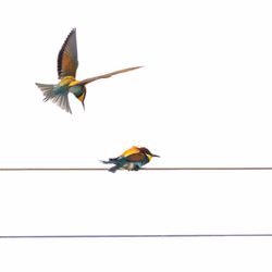 Birds Symphony #1