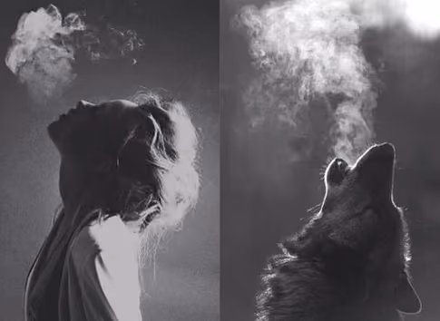 Wolf symmetry
