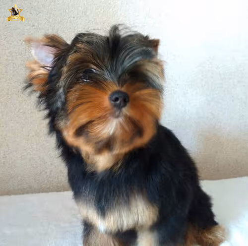 Item #38667131167011634385541907782208186835961873608250228940362662762828265422849 Media