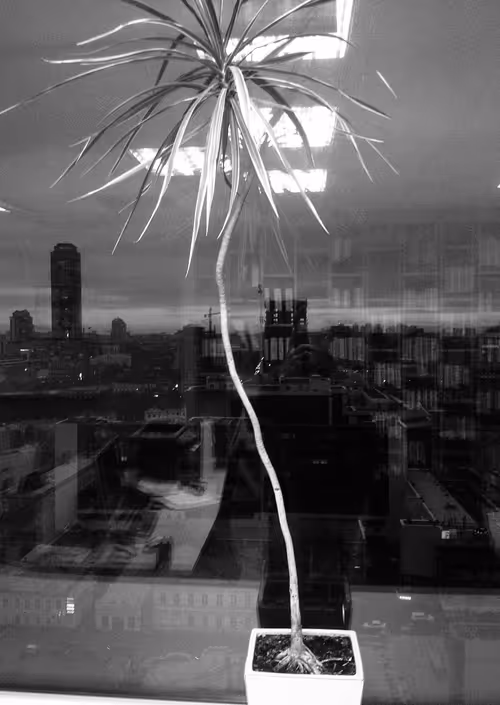 Item #48582175902660253739567181783807763023013925201969392418370611526908105457665 Media