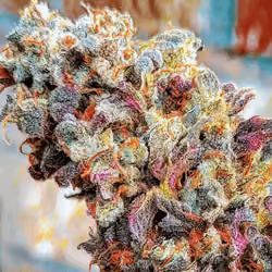 Cannabis Flower - Badapple #1