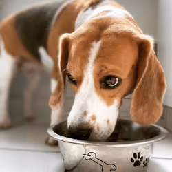 Beagle Eating from a Bowl