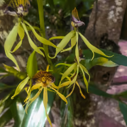 Belize - Black Orchid