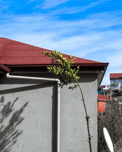 Item #11740799061752435596264574638885618711894056306747773100283827737961611395073 Media