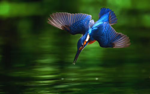 Item #10009359903282094537398543197541078073067770590855434614987939761231407087626 Media