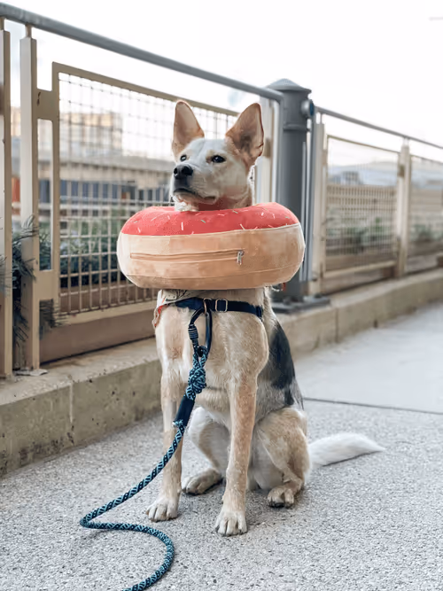 Item #93545033271846001454118804230311667247513649279000342993662872577091110436865 Media