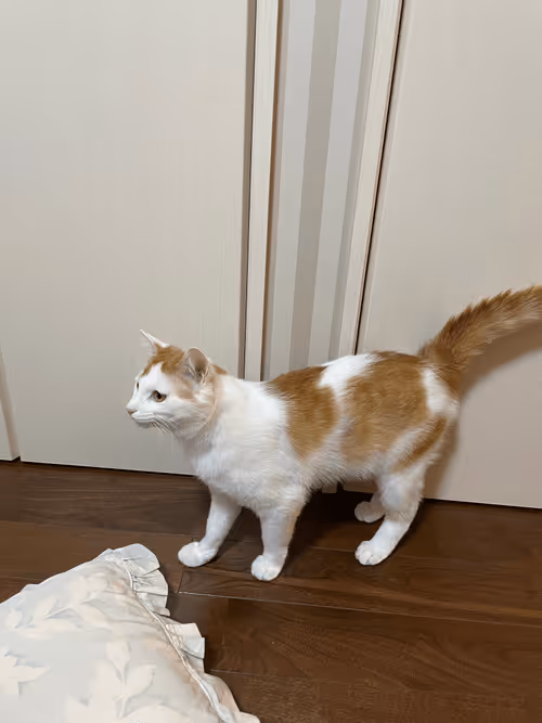 Item #57432309319676179700798702069366385585354272226932054472084541819889102356481 Media