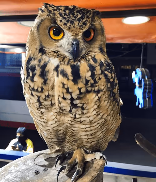 Item #99240698403131764357396770641695198226804647575338296481324929432574853382145 Media