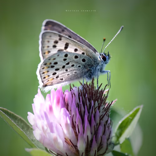 Item #113065873903366828743744079288708835697083018334279533284549130225137139843073 Media