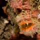 Roundspot Frogfish