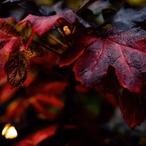 Item #33188518129828565067495864764001379139243741074769942451063100263910288130051 Media