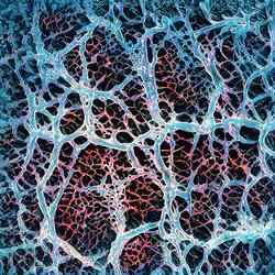 NeuronalArt No.8