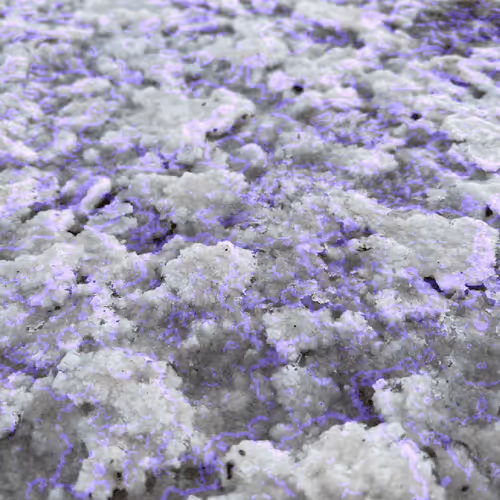 Salty Nature