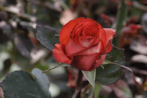 Item #68327891815088974381680309106564733444446266155657330601700582173269041348609 Media