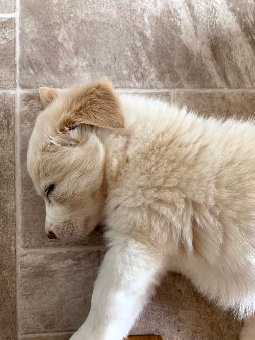 Item #26021919190310937571247467313270342699930871258743276623395518812887449600001 Media