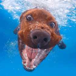 Grrrrr