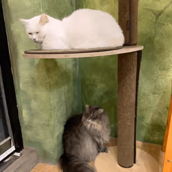 Sleeping Beauty 5 & 6