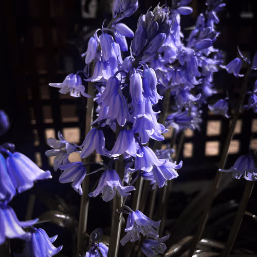 Item #53256051382526806693033333135834754723594393948351704471478678643955673858049 Media