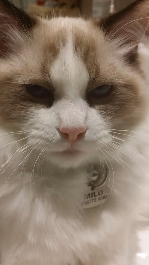 Item #89591897275411643392779838125924498059011693810750459803500800269109656813569 Media