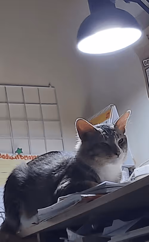 Item #81559246255537593730420216507820627721497988450946142083810243232433585520641 Media