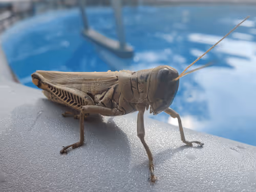 Hopper 