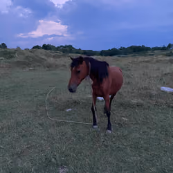 Horse alone