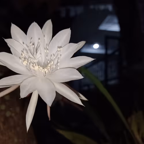 Untitled Collection #197628627