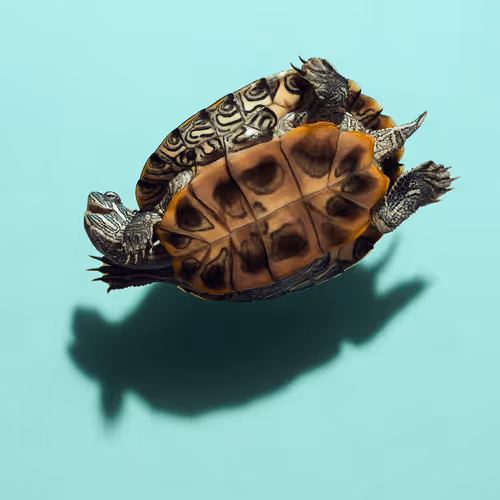 Item #7029275761856656670262206624441722279086749125334094416383120160625373741057 Media