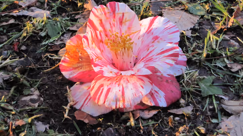 Item #72925079646173943955019179802066495558357068765344184678483369772782064762890 Media