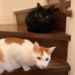 57432309319676179700798702069366385585354272226932054472084542048587520933889