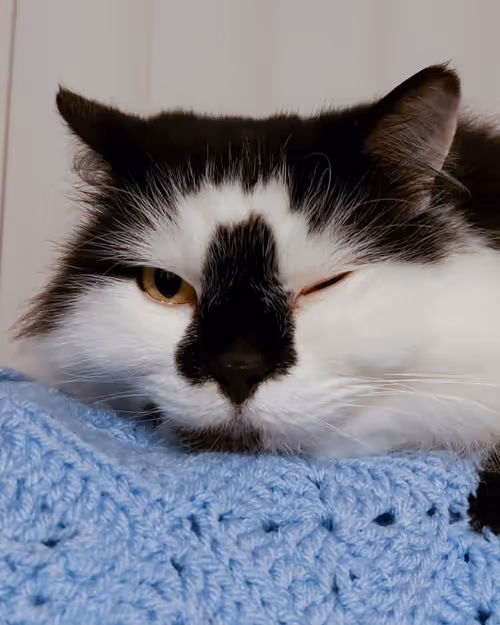 Item #13161020314009032005485822086301964352885579695205061807387255230056210890753 Media