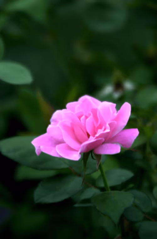 Item #56943947837122673731930897750220814689639948529564795848618456929768514256897 Media