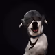 26669560696172333651893837037572868985015302531409861405365115257600211943425