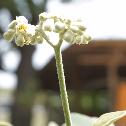 Item #47962454375698423751977915587329446952876622946819425437823996648624905781249 Media