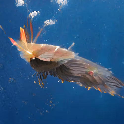 Item #93923887731966639760197662534300547726212510779526051617655967360194122350593 Media