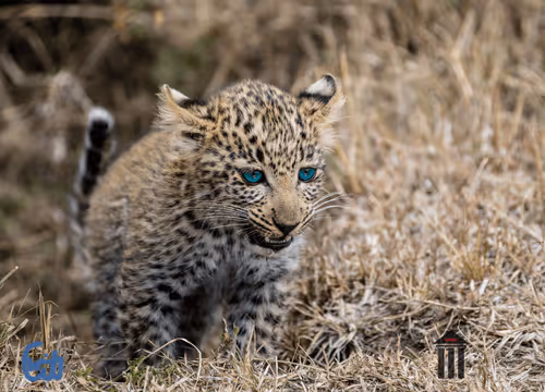 Item #21286616541368493270952273154919658706491111186853565386377985441105820254209 Media