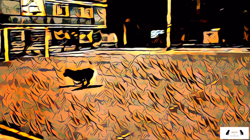 Item #10567450016853403337930259676618451783682953632793231315200837912992455589889 Media