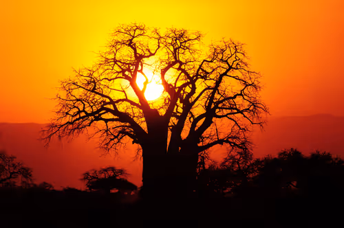 arbre test