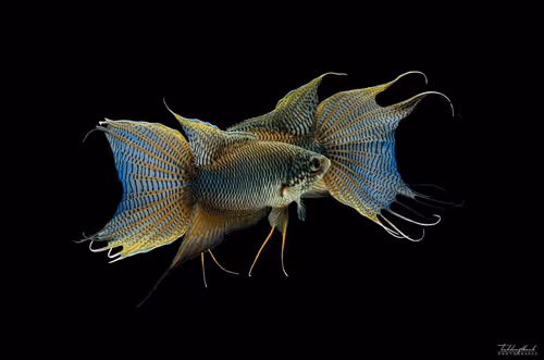 Item #81032937518726781130427896739408939347327063862450356405897967522730431479809 Media