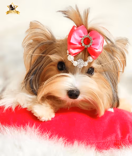 Item #38667131167011634385541907782208186835961873608250228940362662748534614261761 Media