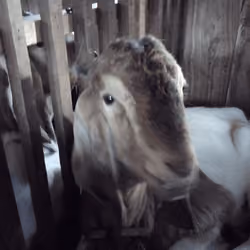 kambing