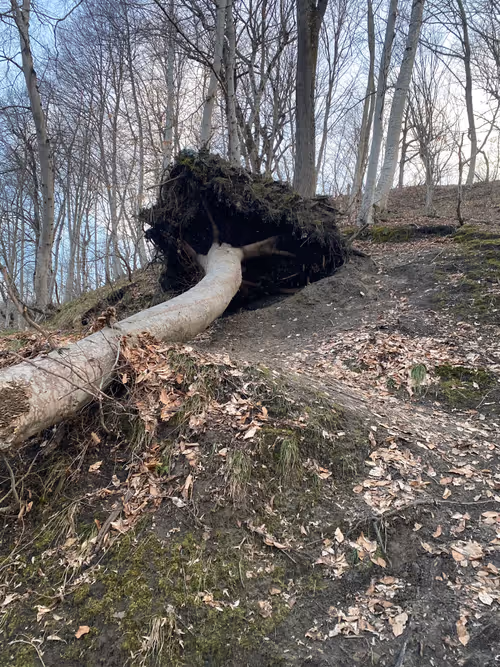 Item #112339910633504213728399095396539794001498957643170945361235603253704372781057 Media