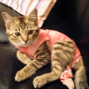 Item #21641457647604119415336293419062628234912656034096128592142110560714544381953 Media